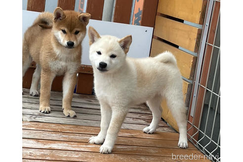 成約済の宮崎県の柴犬-236460の4枚目